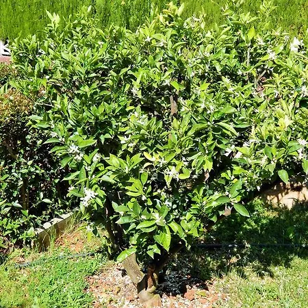 Daire Saric Sukošan